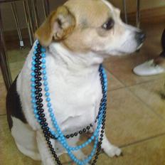 Dansk svensk gaardhund Molly