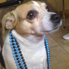 Dansk svensk gaardhund Molly