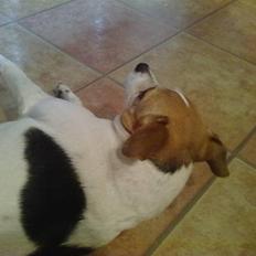 Dansk svensk gaardhund Molly