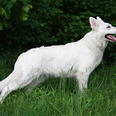 Hvid schæfer Attila