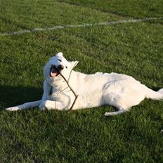 Hvid schæfer Attila