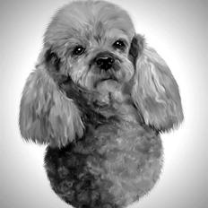 Dværgpuddel Tine *himmelhund*