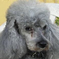 Dværgpuddel Tine *himmelhund*