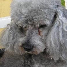 Dværgpuddel Tine *himmelhund*