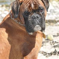 Boxer Hearts of Hope´s (Lennox)