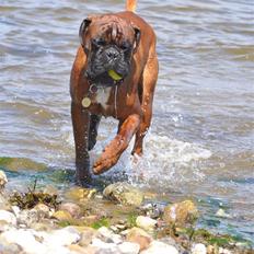 Boxer Hearts of Hope´s (Lennox)
