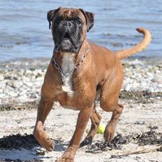 Boxer Hearts of Hope´s (Lennox)