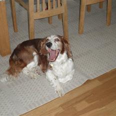 Welsh springer spaniel NIkko