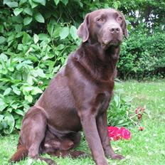 Labrador retriever Juccie