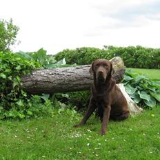 Labrador retriever Juccie