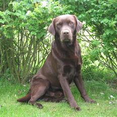Labrador retriever Juccie