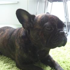 Fransk bulldog Bianca