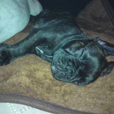 Fransk bulldog Bianca