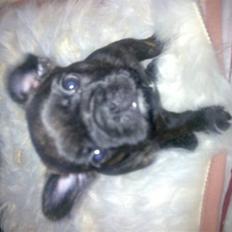 Fransk bulldog Bianca