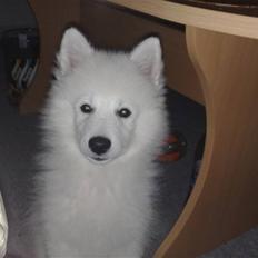 Japansk spids bjørn