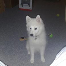 Japansk spids bjørn