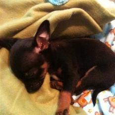 Blanding af racer Lille mand