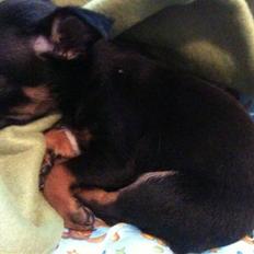 Blanding af racer Lille mand