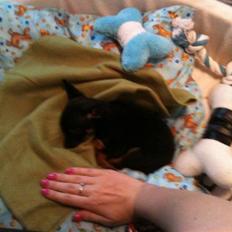 Blanding af racer Lille mand