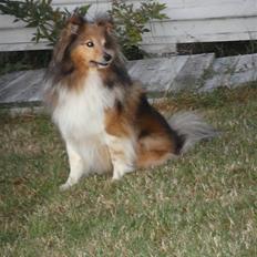 Shetland sheepdog Saphire