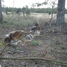 Shetland sheepdog Saphire