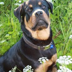 Rottweiler Bertram 