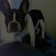 Fransk bulldog Buffas