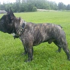 Fransk bulldog Arnold