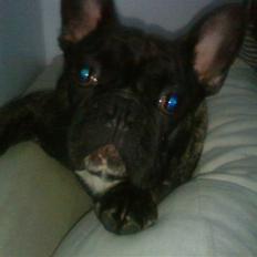 Fransk bulldog Arnold