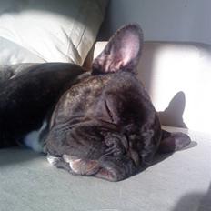 Fransk bulldog Arnold