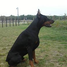 Dobermann Kerry Betelges / Tyrone