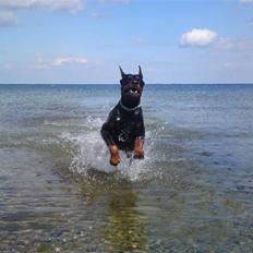 Dobermann Kerry Betelges / Tyrone