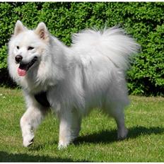 Samojedhund Koda 