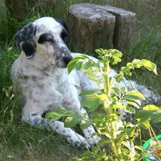Blanding af racer Chili