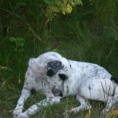 Blanding af racer Chili