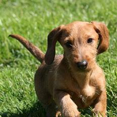 Gravhund Sønderskoven's K-Cocio