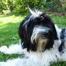 Blanding af racer Mille