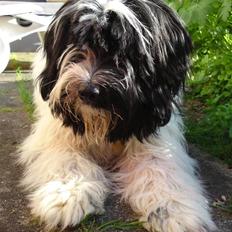 Blanding af racer Mille