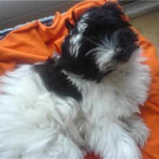 Blanding af racer Mille