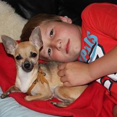 Chihuahua '~'Bailey'~' (Basse mand)