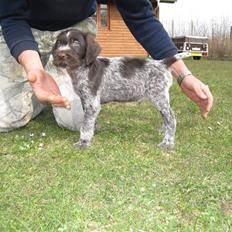 Ruhåret hønsehund Tjok