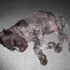 Ruhåret hønsehund Tjok