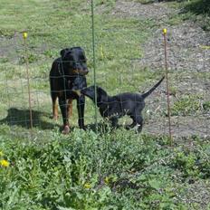 Blanding af racer Balou