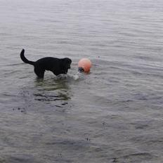 Blanding af racer Balou