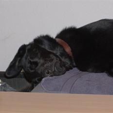 Blanding af racer Balou