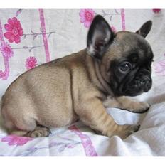 Fransk bulldog Bounty