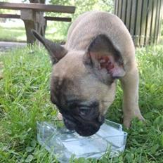 Fransk bulldog Bounty