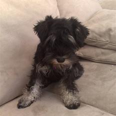 Dvaergschnauzer "Pjok"