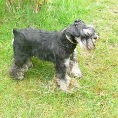 Dvaergschnauzer "Pjok"