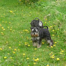 Dvaergschnauzer "Pjok"